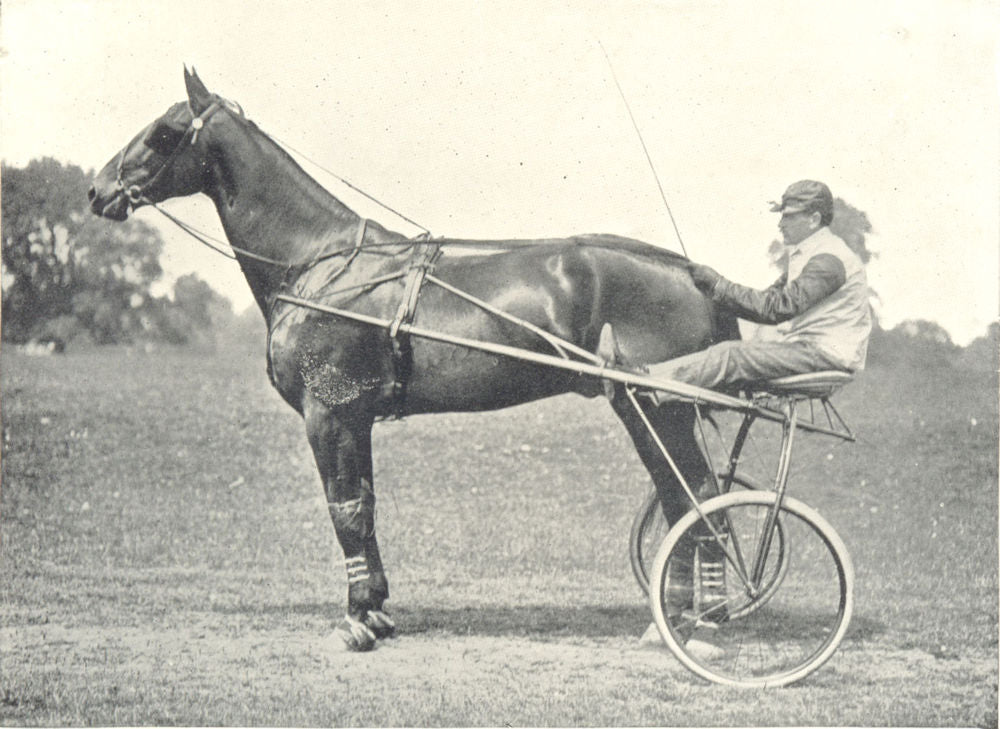 HORSES. Trotting Horse-